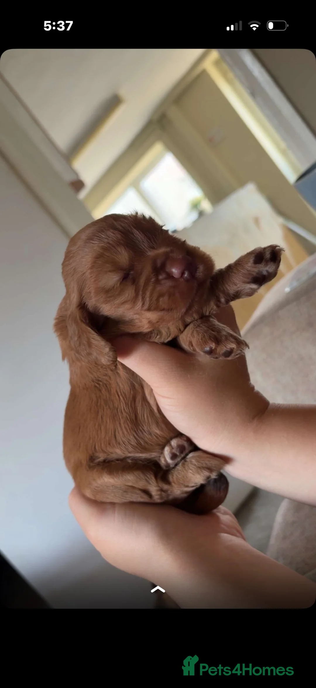 Cocker Spaniel dogs for sale: KC registered cocker spaniel puppies  - Advert 6