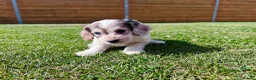 Cockapoo dogs for sale: Beautiful F1 Cockapoo Babies 🐾🐾🐾 - Advert 32