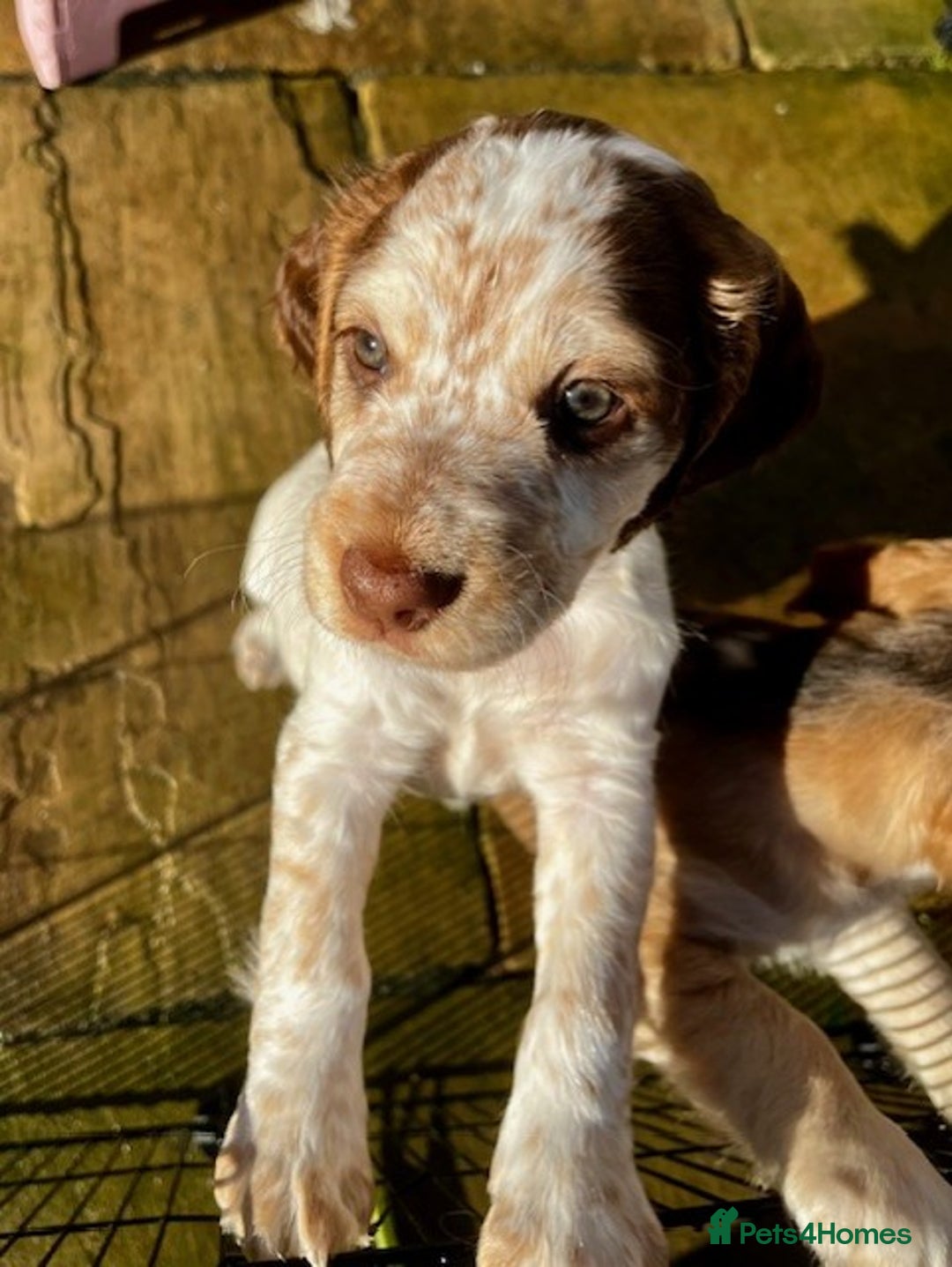 Cockapoo dogs for sale: Adorable Cocker/Cockapoo Puppies - Only 1 left! - Advert 13