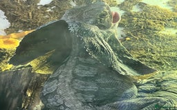 Dragon reptiles for sale: Frilled Neck Dragon Female & large vivarium  - Advert 3