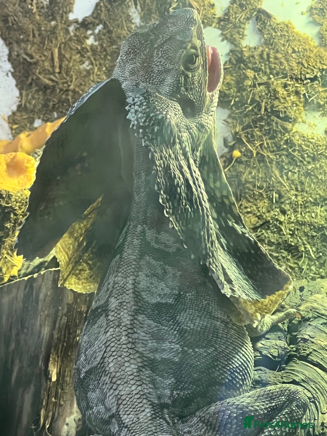 Dragon reptiles for sale: Frilled Neck Dragon Female & large vivarium  - Advert 3