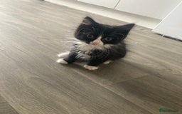 British Shorthair cats for sale: 8 weeks old kittens ready for forever homes  - Image 1
