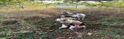 English Springer Spaniel dogs for stud: KC Registered Working Springer Spaniel Stud - Advert 3