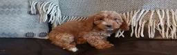 Cockapoo dogs for sale: Cockapoo puppies for sale - Advert 36