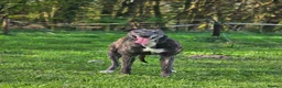 Greyhound dogs for sale: Greyhound female in foster - Advert 2