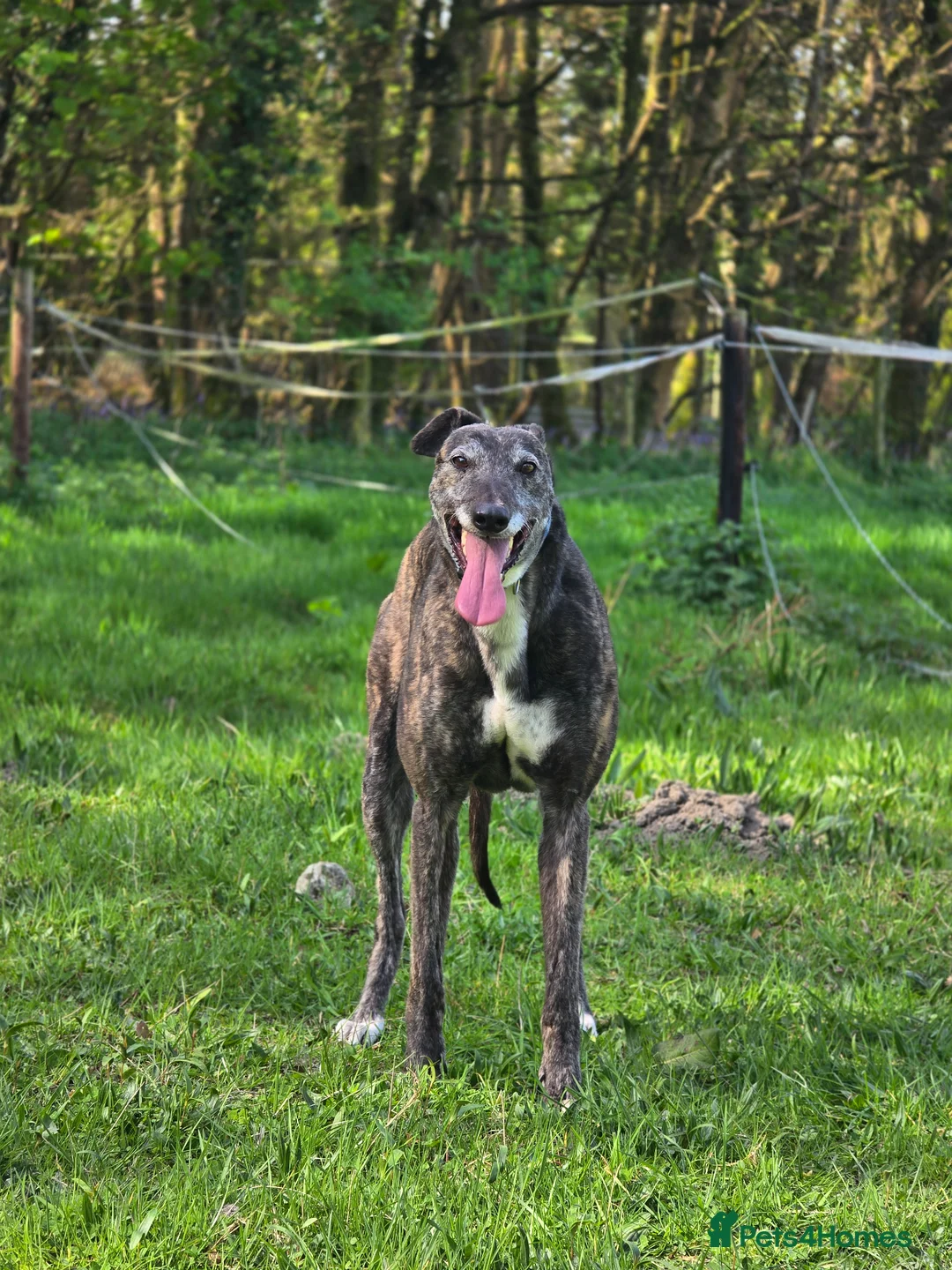 Greyhound dogs for sale: Greyhound female in foster - Advert 2