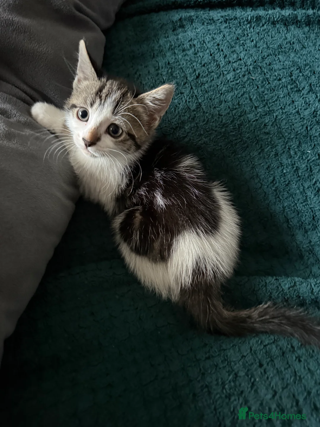 Mixed Breed cats for sale: Two kittens  - Advert 6