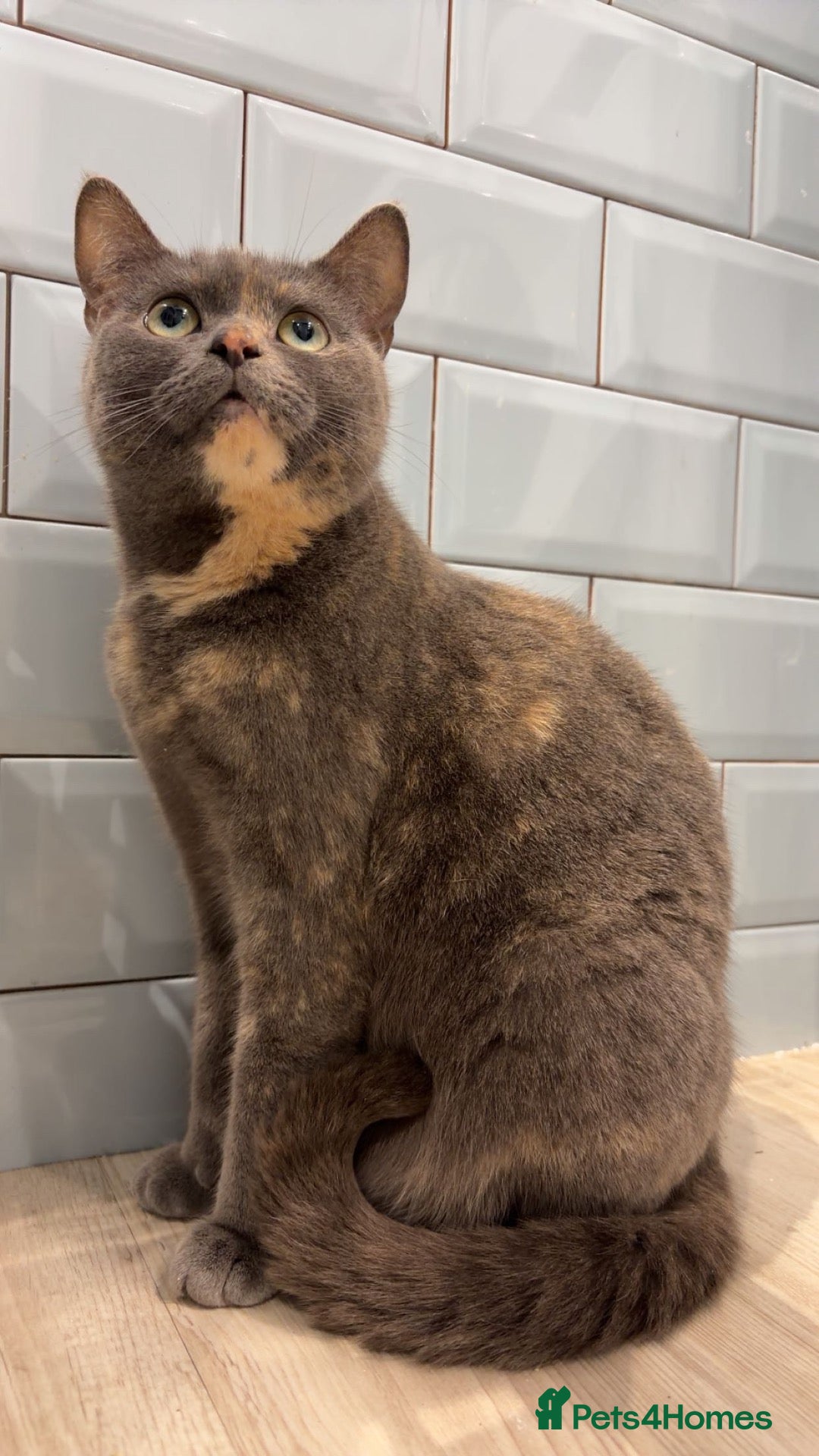 British Shorthair cats Beautiful Tortoise Female  - Advert 1
