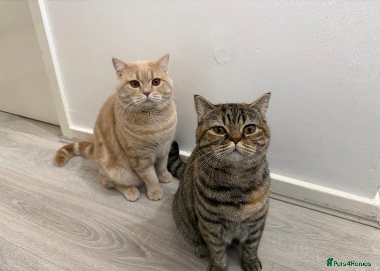 British Shorthair cats British shorthairs 1 years old brother and sister  - Advert 1