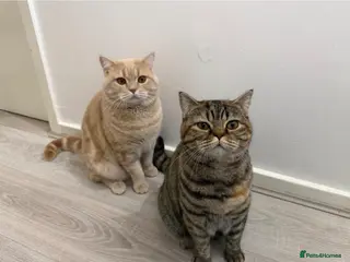 British Shorthair cats British shorthairs 1 years old brother and sister - Advert 1