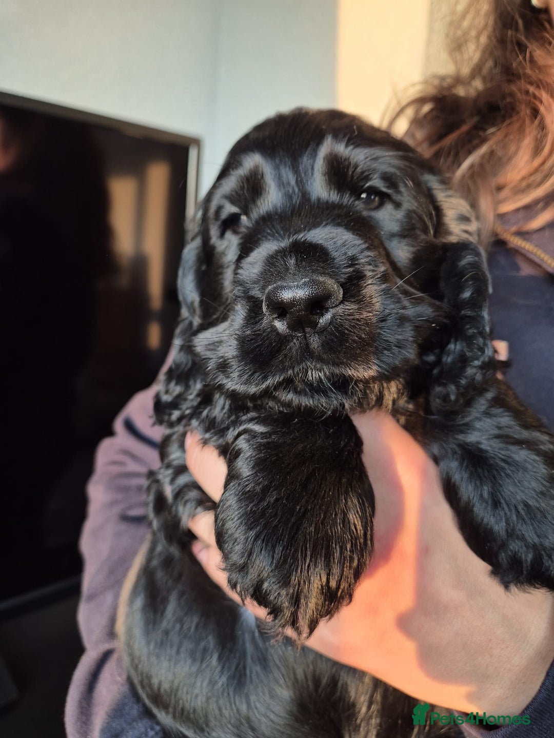 Cocker Spaniel dogs for sale: Adorable Cocker Spaniel Puppies - Image 11