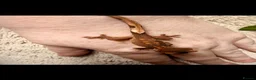 Gecko reptiles for sale: Crested gecko babies  - Advert 5