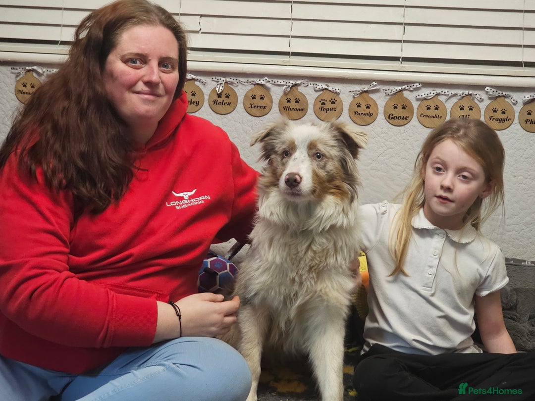 Border Collie dogs for sale: Lilac merle tri border collie pup - Advert 2