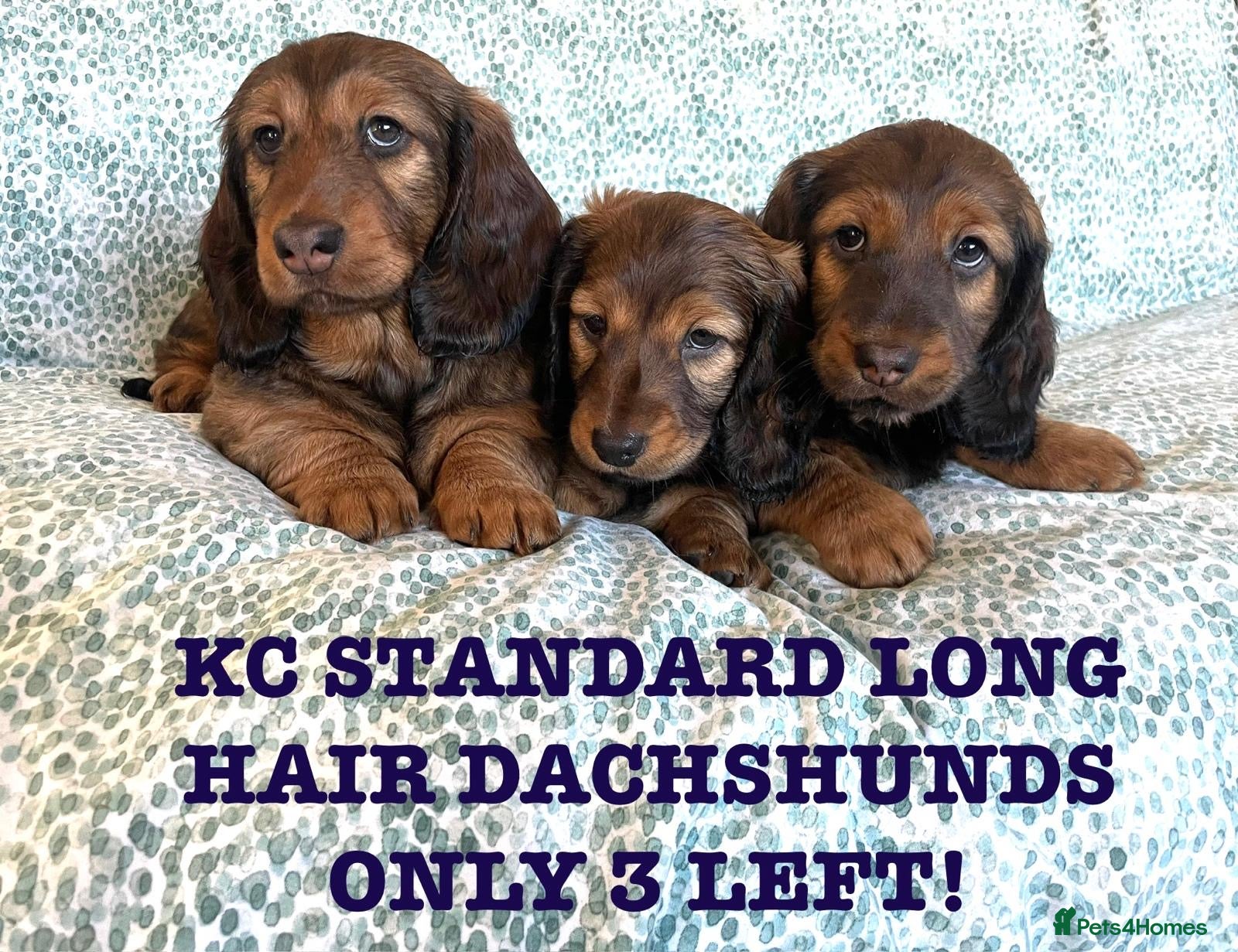 Dachshund dogs 5 KC Standard Long Hair Dachshunds - Advert 1