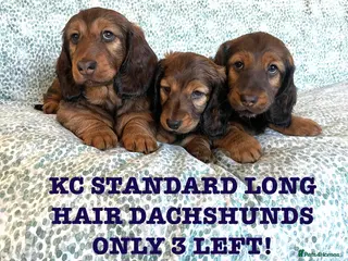 Dachshund dogs 5 KC Standard Long Hair Dachshunds - Advert 1