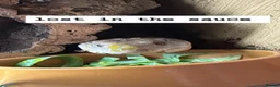 Skink reptiles for sale: Female Blue tongues skink and enclosure - Advert 3