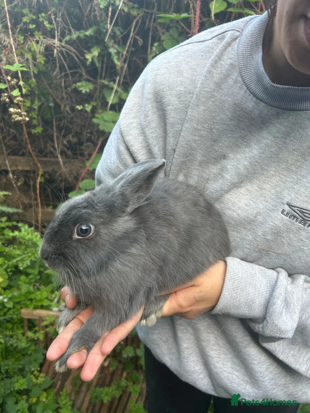 Mixed Breed rabbits for sale: Bunnies For Sale - Advert 3
