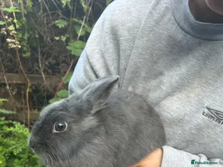 Mixed Breed rabbits Girl Ready for New Home! - Advert 3