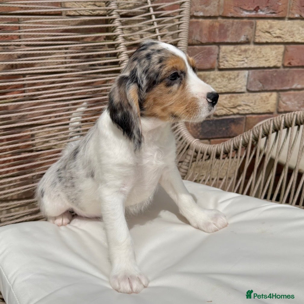 Mixed Breed dogs for sale: ⭐️⭐️Poogle Puppies (Beagle x Miniature Poodle)⭐️⭐️ - Advert 21