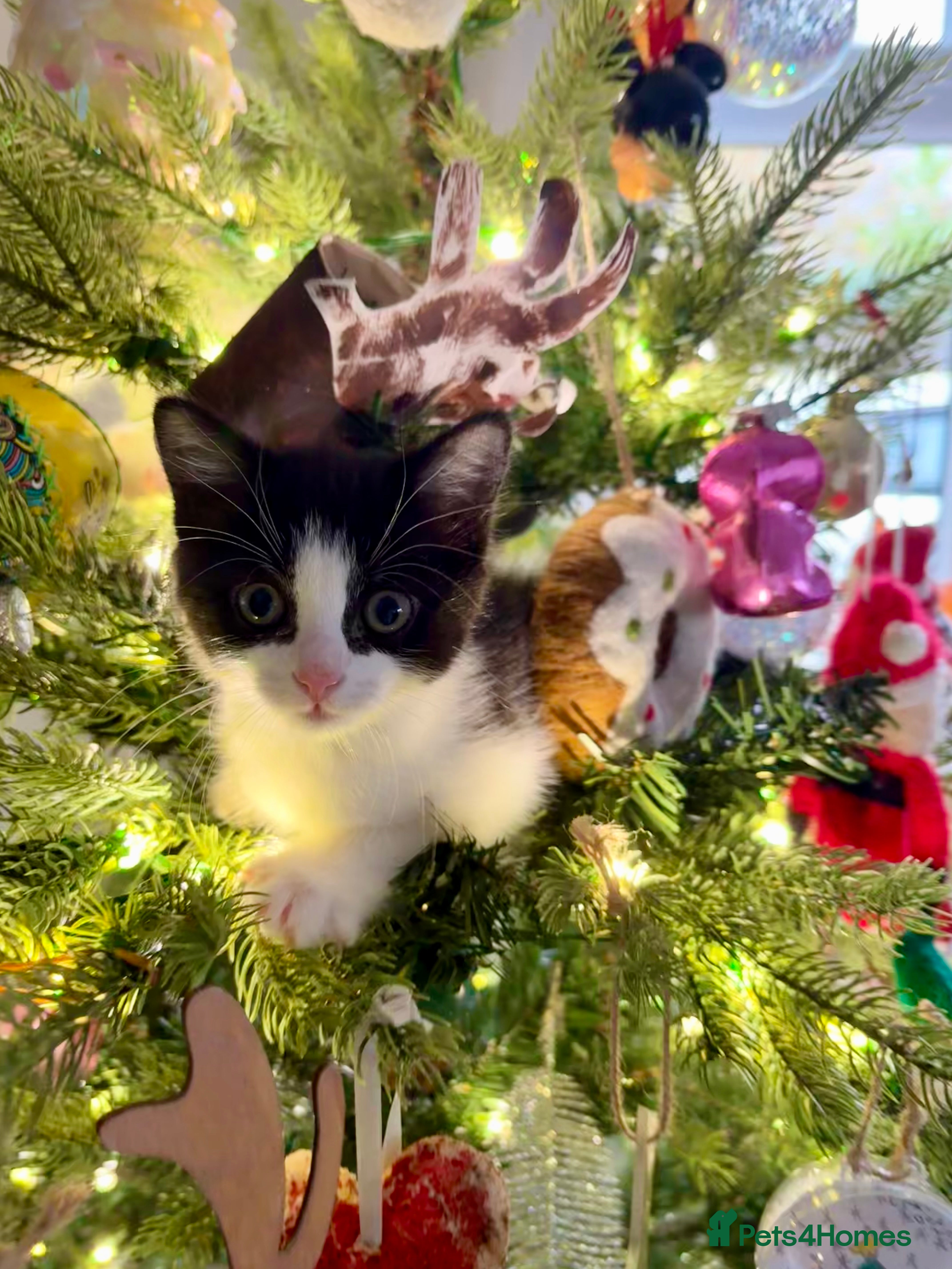 Mixed Breed cats 2 beautiful Kittens, 1 boy  1 girl - Advert 16