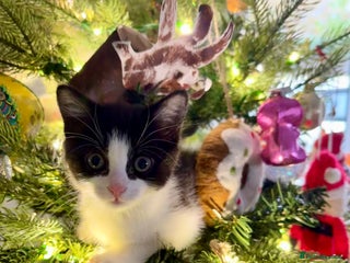 Mixed Breed cats 2 beautiful Kittens, 1 boy 1 girl - Advert 4