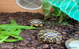 Tortoise reptiles for sale: Indian star tortoise  - Image 7