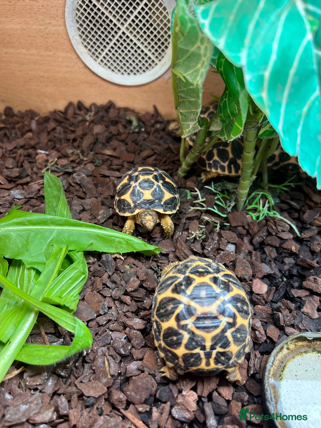 Tortoise reptiles for sale: Indian star tortoise  - Image 7