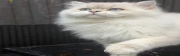Scottish Fold cats for stud: Stunning Scottish Straight Longhair Golden Point  - Advert 2