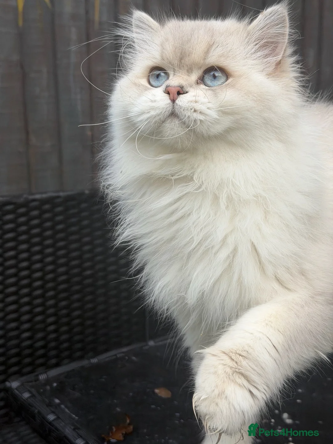 Scottish Fold cats for stud: Stunning Scottish Straight Longhair Golden Point  - Advert 2