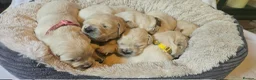Golden Retriever dogs for sale: KC Registered Show Line Golden Retriever Puppies - Advert 13