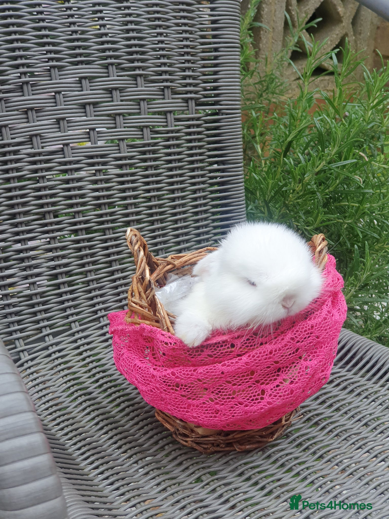 Dwarf Lop rabbits Beautiful Holland lops  - Advert 15