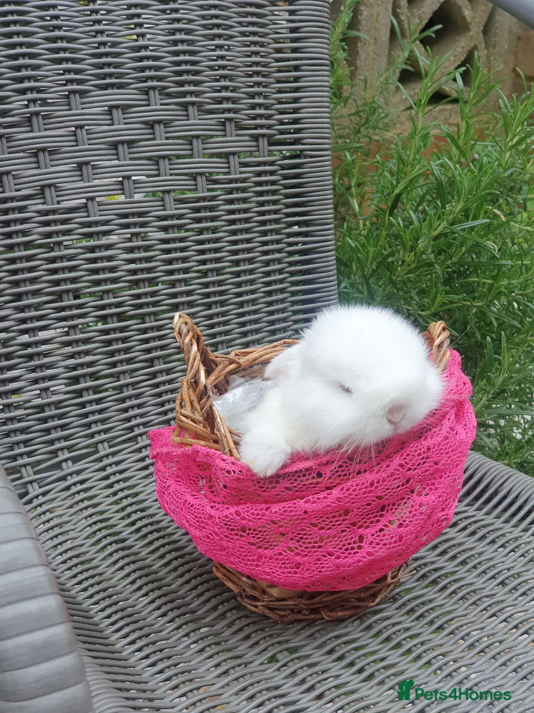 Dwarf Lop rabbits for sale: Beautiful Holland lops  in Horsham - Advert 1
