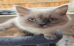 British Longhair cats for sale: British longhair/free - Image 7