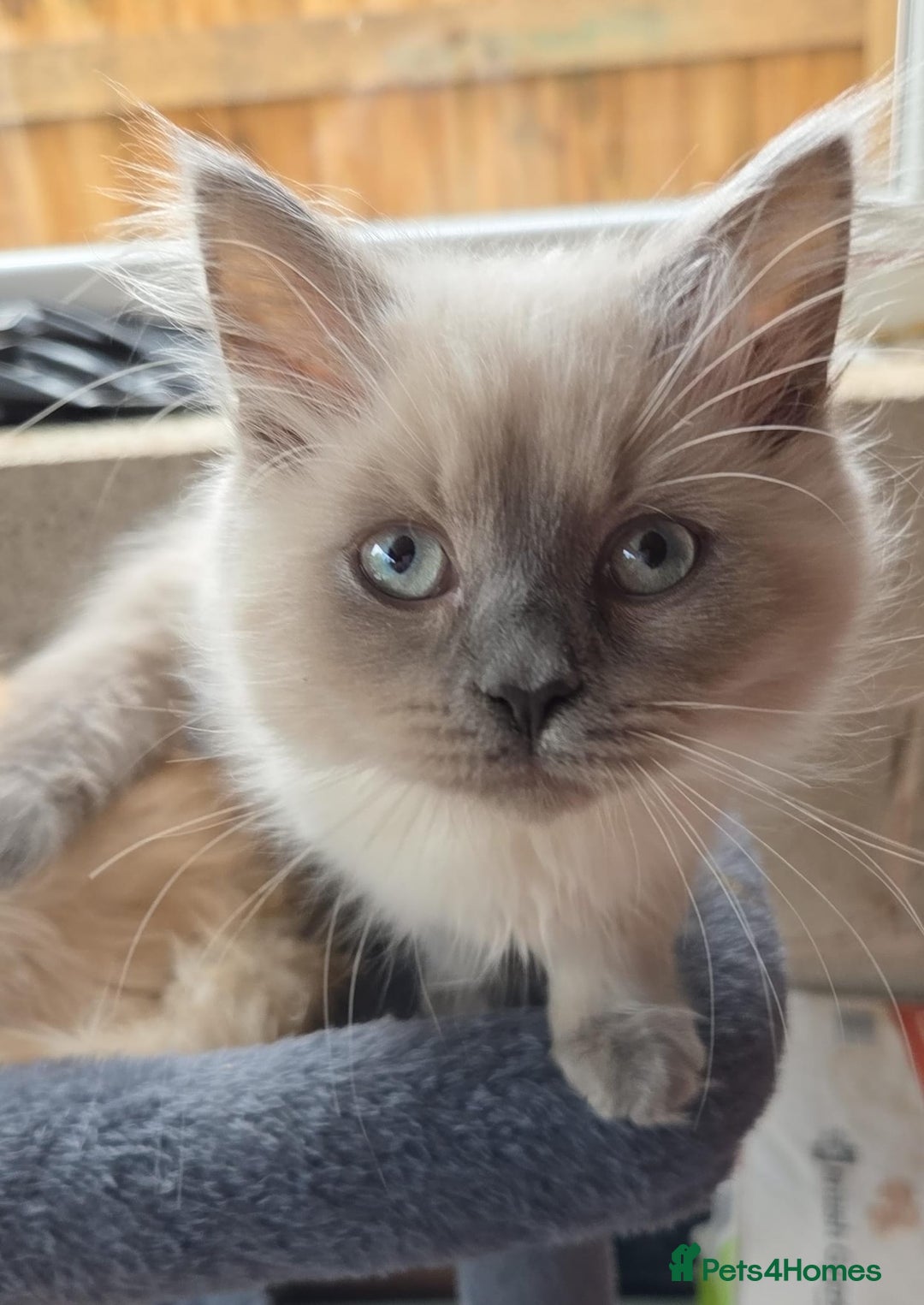 British Longhair cats for sale: British longhair/free - Image 7