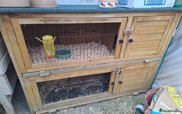 Guinea Pig rodents for sale: Gorgeous guinea pigs in search of new loving homes - Image 5