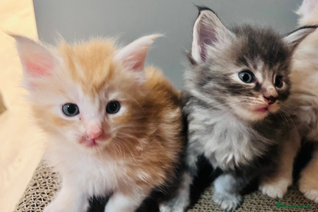 Maine Coon cats for sale: Beautiful Maine Coon babies - Image 7