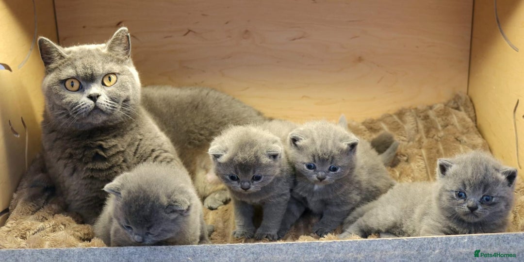 British Shorthair cats for sale: British shorthair  - Image 5