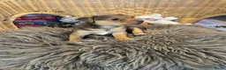 Jack Russell dogs for sale: Lovely, Lively Jack Russell puppies in Pontypool - Advert 12
