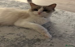 Ragdoll cats for sale: Adorable ragdoll kittens - Image 11
