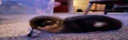 Ducks poultry for sale: Fertilised Duck Eggs - ready to grow in Accrington - Advert 4