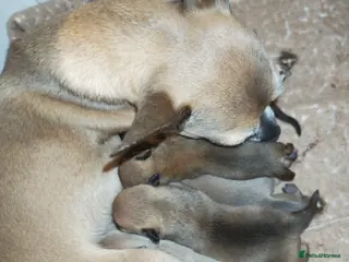 Chihuahua dogs Chihuahua puppys - Advert 2