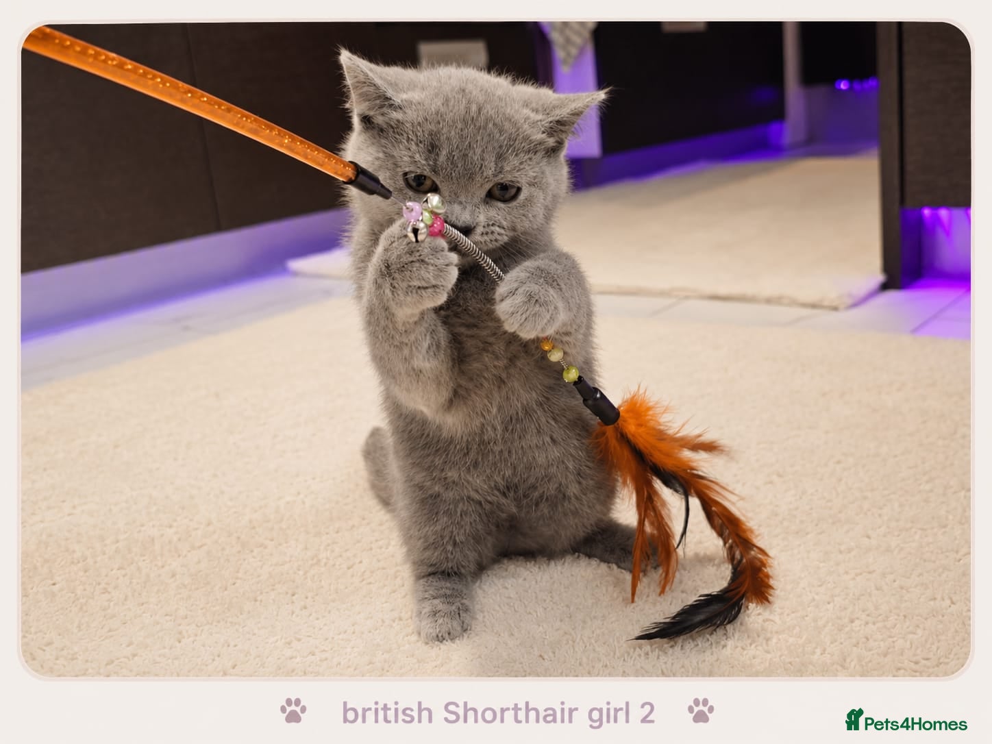 British Shorthair cats Pure Breed British Shorthair Kittens - Advert 6