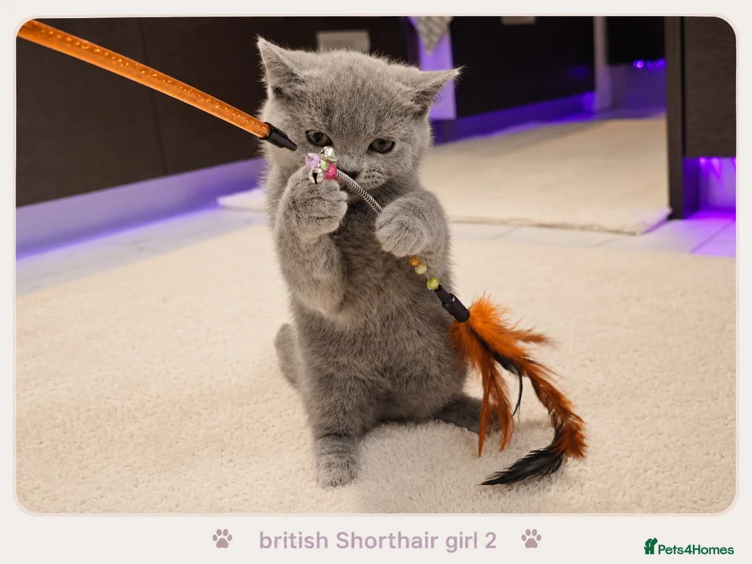 British Shorthair cats for sale: Pure Breed British Shorthair Kittens - Advert 1