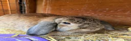 Mixed Breed rabbits for sale: Mixed rabbits for sale  - Advert 3