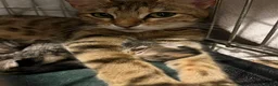 Bengal cats for sale: Bengal-cross kittens  - Advert 1