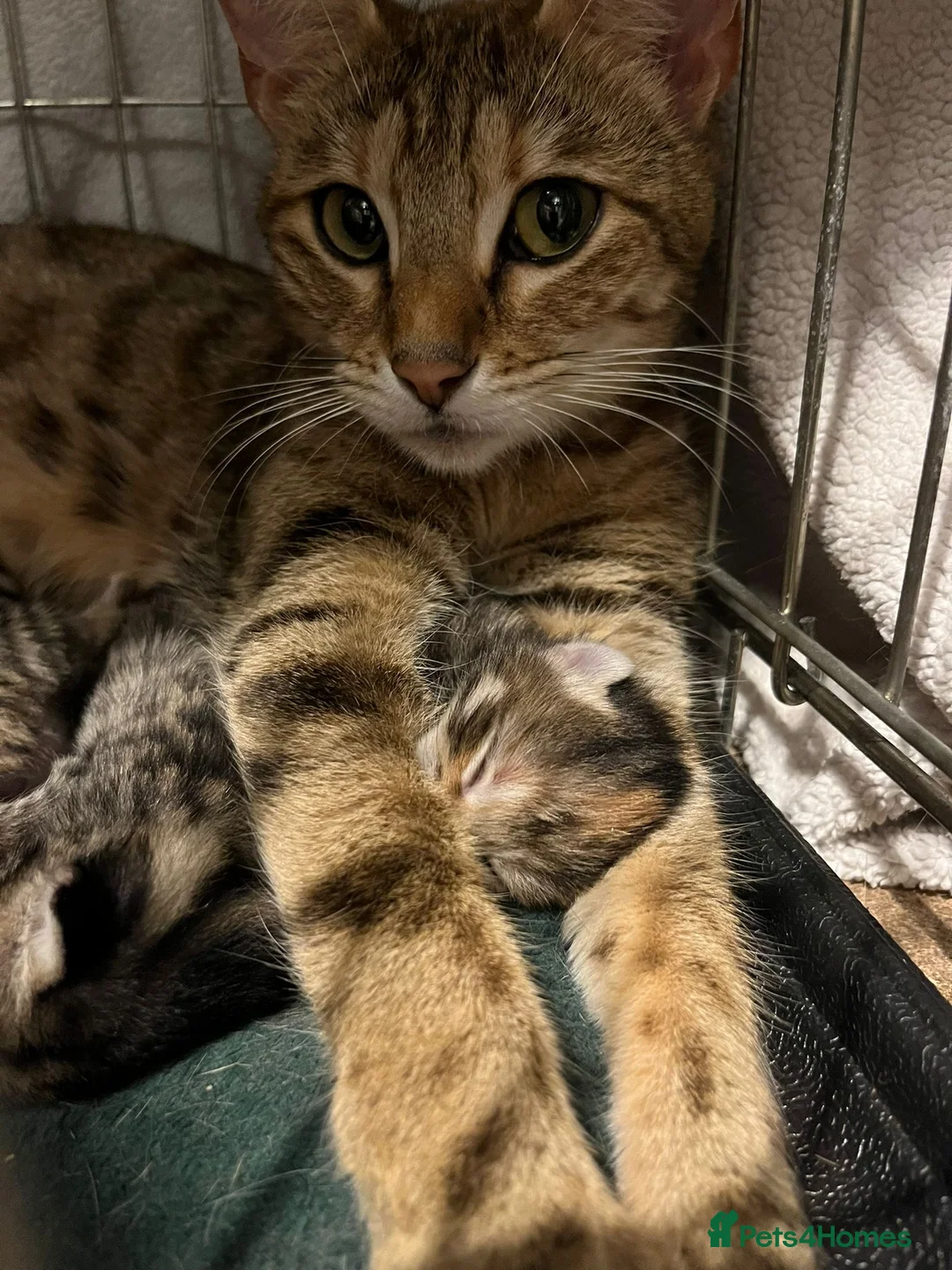 Bengal cats for sale: Bengal-cross kittens  - Advert 1
