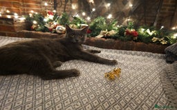 Mixed Breed cats for sale: Adorable Russian Blue Cross Persian Kitten - Image 8