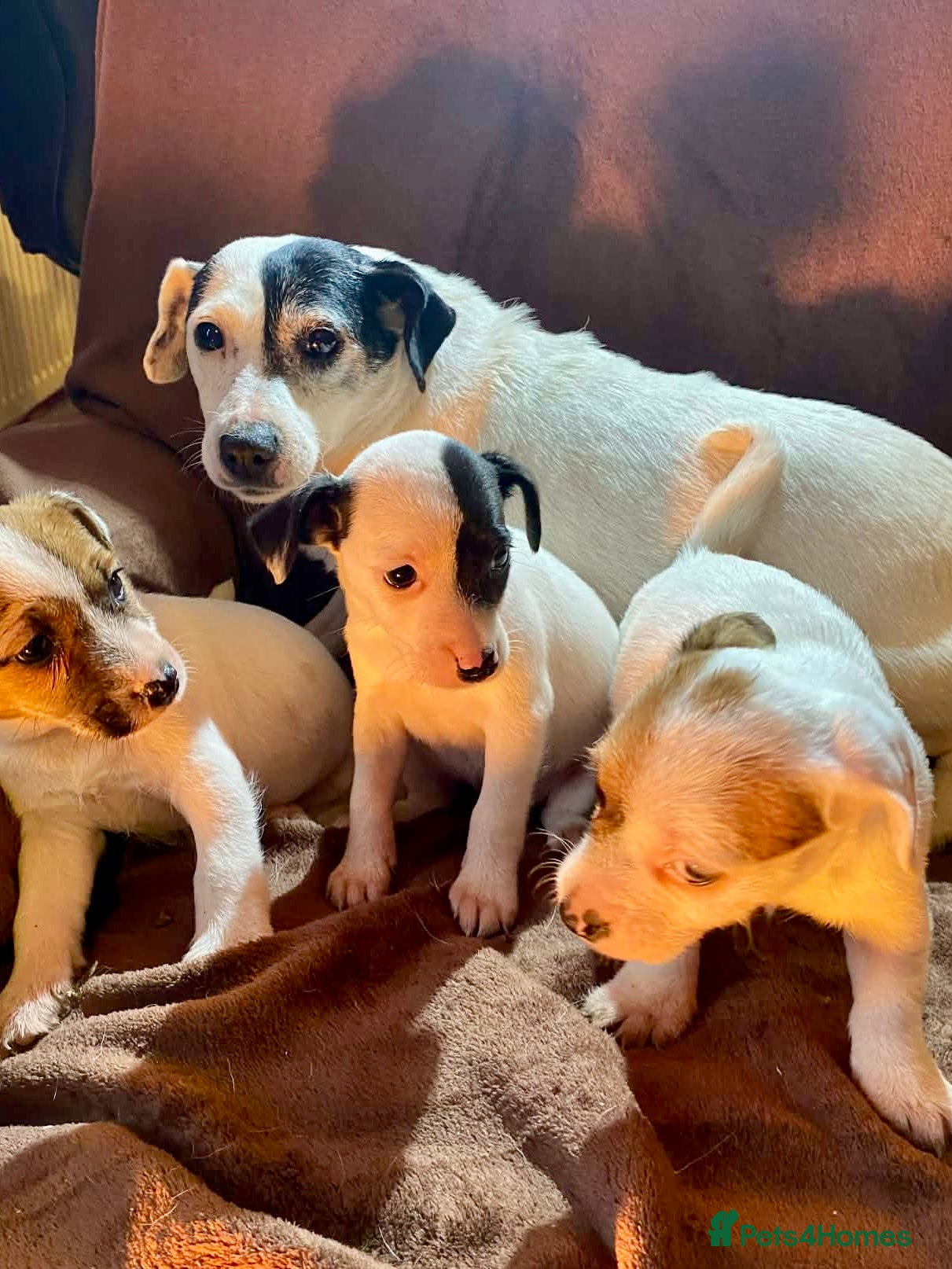 Jack Russell dogs Miniature Jack Russell Pups - Advert 2