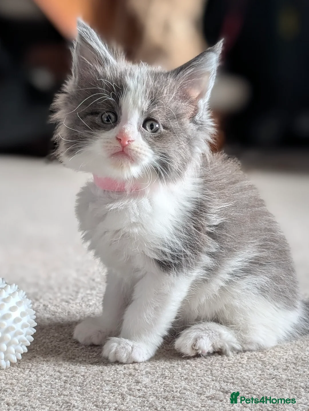 Maine Coon cats for sale: Little balls of fur looking for their new home - Advert 9