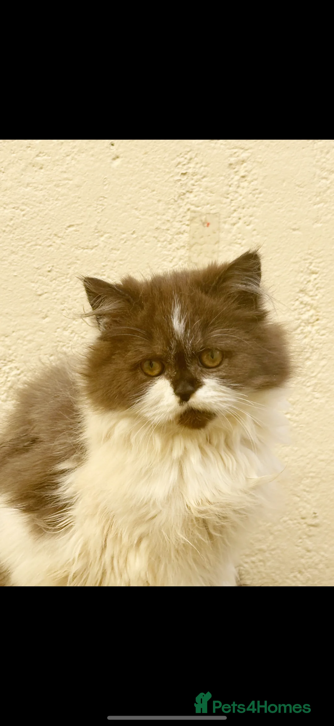 Scottish Fold cats for sale: Scottish Straight Longhaired Girl  - Advert 1